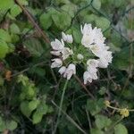 Allium massaessylum Blomst