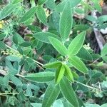 Cytisus nigricans Leaf