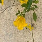 Macfadyena unguis-cati Květ