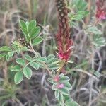 Indigofera schimperi Leaf