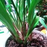 Cymbidium × florinda Hoja