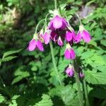 Primula matthioli Flower