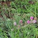 Mimosa quadrivalvis Flors