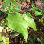 Solidago virgaurea Blatt