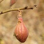 Cochlospermum planchoniiFrucht