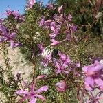 Epilobium dodonaeiBlomst