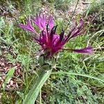 Centaurea triumfettii Цвят