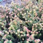 Sedum moranense Leaf