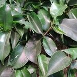 Ficus velutina Blatt