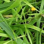 Scorzoneroides autumnalis Casca