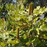 Banksia serrata Virág