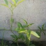 Citrus × aurantiifolia ফুল