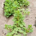 Ullucus tuberosus Hoja