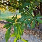 Cocculus laurifoliusBlad