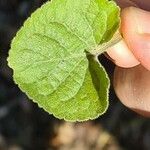 Mikania cordifolia Leaf