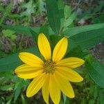 Silphium radula 花