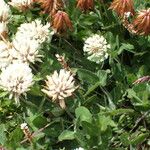 Trifolium ochroleucon Other