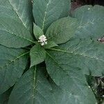Phytolacca esculenta Hoja