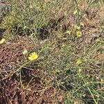 Launaea hafunensis Flower