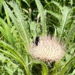 Cirsium foliosum Flower