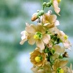 Sphaeralcea incana Flower