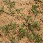 Pseudorlaya pumila ഇല