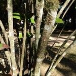 Ixora hookeri Bark