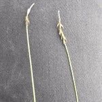 Carex pulicaris 叶