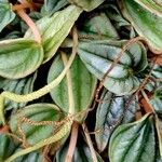 Peperomia caperata Folla