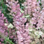 Lepidium perfoliatum Fruit