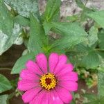 Zinnia peruvianaFlower