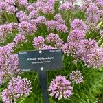 Allium angulosum Kvet