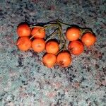 Pyracantha coccinea Fruit
