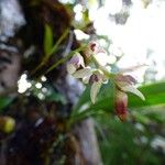 Bulbophyllum minutum Žiedas