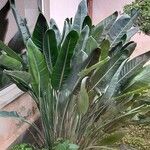 Strelitzia nicolai Φύλλο