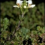 Euphrasia subexserta Λουλούδι