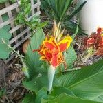 Canna × hybridaᱵᱟᱦᱟ