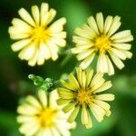 Lactuca indica Flor