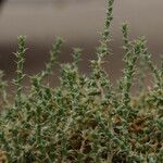 Cornulaca monacantha Hostoa