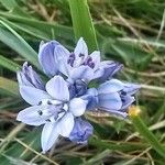 Scilla verna Flower