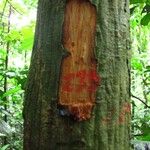 Isolona hexaloba Bark