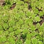 Sempervivum wulfenii Leaf