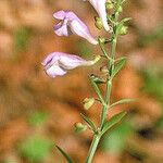 Scutellaria integrifolia 整株植物