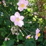 Eriocapitella hupehensis Квітка