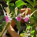 Arundina graminifolia Kwiat