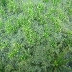 Subularia aquatica 整株植物