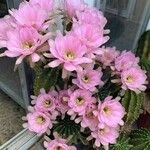 Echinopsis oxygona Hoja