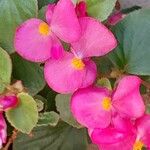 Begonia cucullata 花