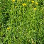 Erysimum virgatum Feuille