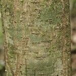 Licania densiflora Bark